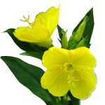 月見草油 Evening Primrose Carrier Oil